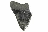 Partial, Fossil Megalodon Tooth - Serrated Blade #168926-1